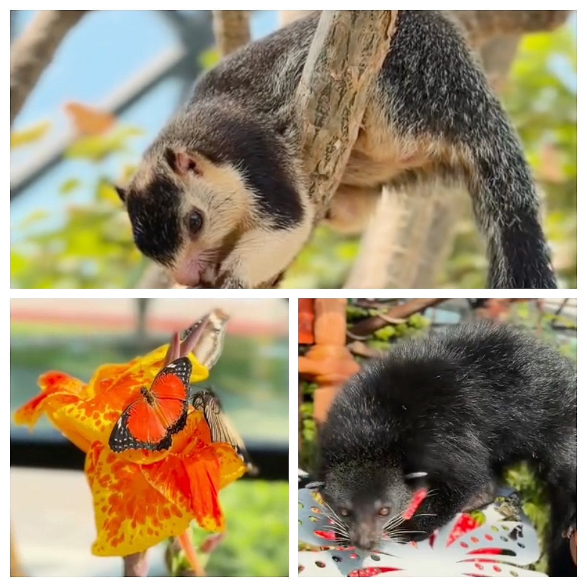 What to know about new Philippine species in Abu Dhabi