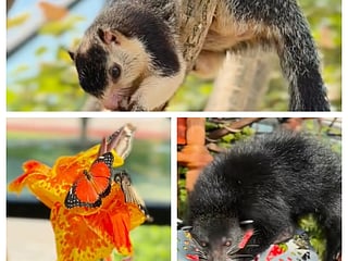 The domes showcase species from Asia and the Americas, with central oasis, waterfalls and ponds, offering a distinctive visitor experience