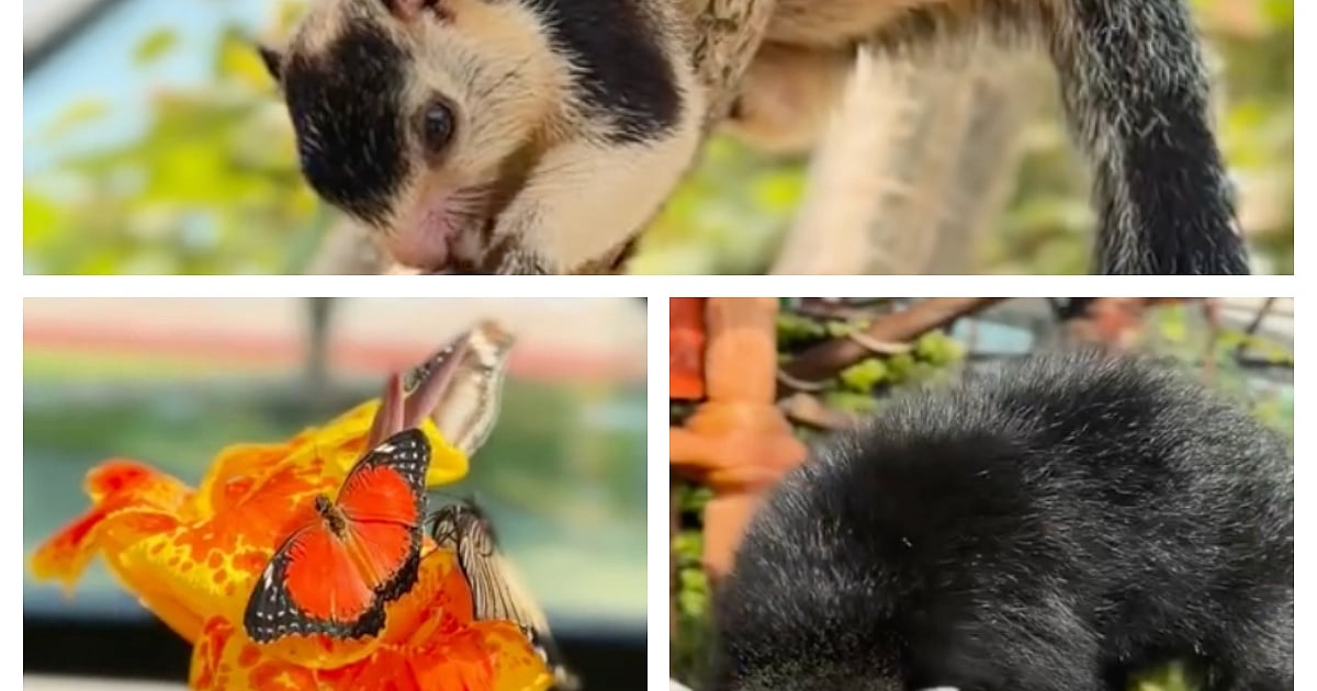 What you need to know about the new Philippine species in Abu Dhabi