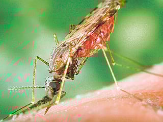 DHA outlined three key preventive measures: using insect repellent, wearing protective clothing to reduce skin exposure, and sleeping under insecticide-treated bed nets, particularly in high-risk areas.
