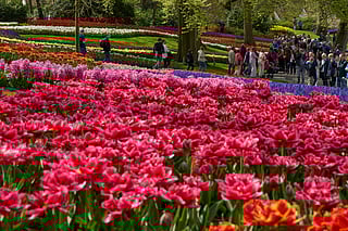 Visitors explore the vibrant displays at Keukenhof, the world-famous flower garden in Lisse.