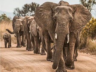 Gabon’s forests are a stronghold for the African forest elephant, a species classified as critically endangered.
