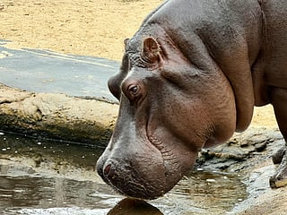 Colombia to cull some of Pablo Escobar's hippos