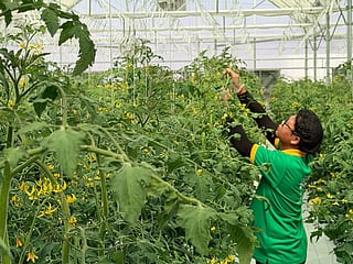 UAE tomato farm adds 150,000kg local supply