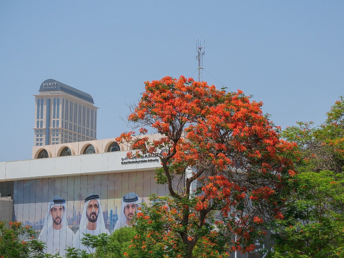 During a meeting with a team from Dubai Municipality and Dubai Future Foundation, Sheikh Hamdan directed the expansion of flame tree planting across streets, residential areas, recreational spaces and public parks. 