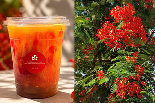 From floral Bellinis to limited gelato, experience the taste of the Flame Tree season.