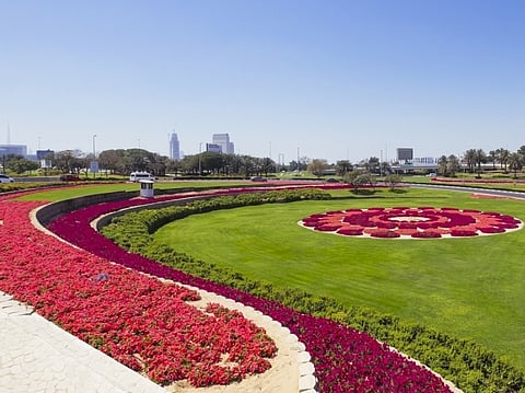 The emirate added 299,963 square metres of landscaped and green areas between January and March, bringing Dubai’s total green coverage to 55.52 million square metres by the end of March. 