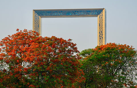 Flame trees in full bloom frame the iconic Dubai Frame, blending nature with city skyline beauty.