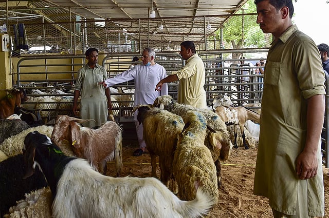 The animal must come from livestock: sheep, goats, cows, or camels.