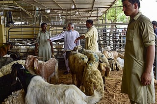 The animal must come from livestock: sheep, goats, cows, or camels.