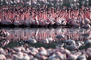 Flamingos paint Navi Mumbai wetlands pink