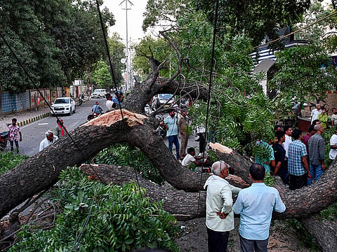 Residents watch as rescue workers clear the area of uprooted trees after strong winds and a storm in Prayagraj on May 13, 2026. 