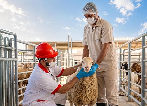 Dubai Municipality announces the full readiness of its five designated abattoirs for Eid Al Adha with capacity to process 1,000 livestock per hour.
