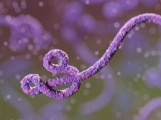 People who were in the Democratic Republic of Congo, or neighbouring Uganda or South Sudan, within the past 21 days must now enter the US via Washington Dulles International Airport which serves the nation's capital, the Centers for Disease Control and Prevention said.
