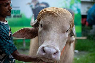 Government steps in to save rare blond-haired buffalo from slaughter.