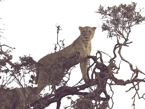 Big cat summit rescheduled as Ebola disrupts India-Africa plans