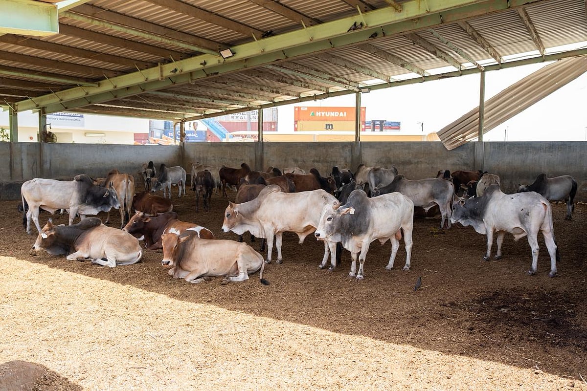 The Ministry of Climate Change and Environment (MOCCAE)  confirmed that its field teams and specialised veterinary staff are working round the clock at border crossings and relevant facilities to ensure the safety of incoming livestock shipments to the UAE and verify that they are free from infectious and epidemic diseases, including zoonotic diseases.