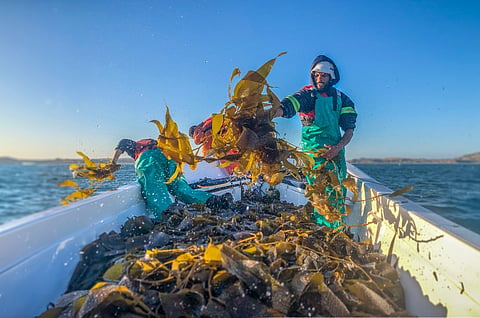 Across the Gulf, biodiversity exists within some of the most strategically significant and heavily used marine corridors in the world.