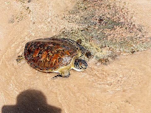 Sea turtles released off Fujairah coast after successful nesting season 