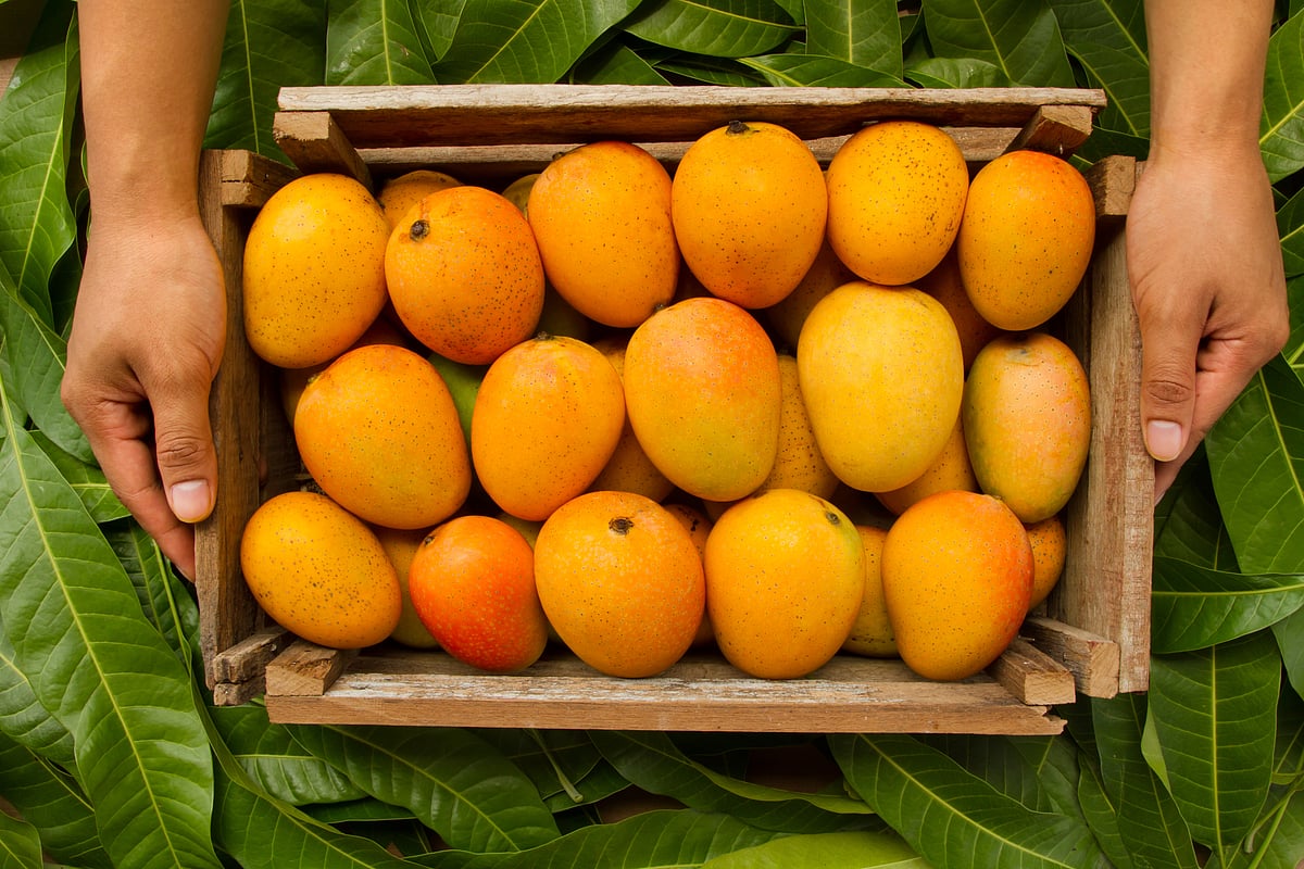 Mango