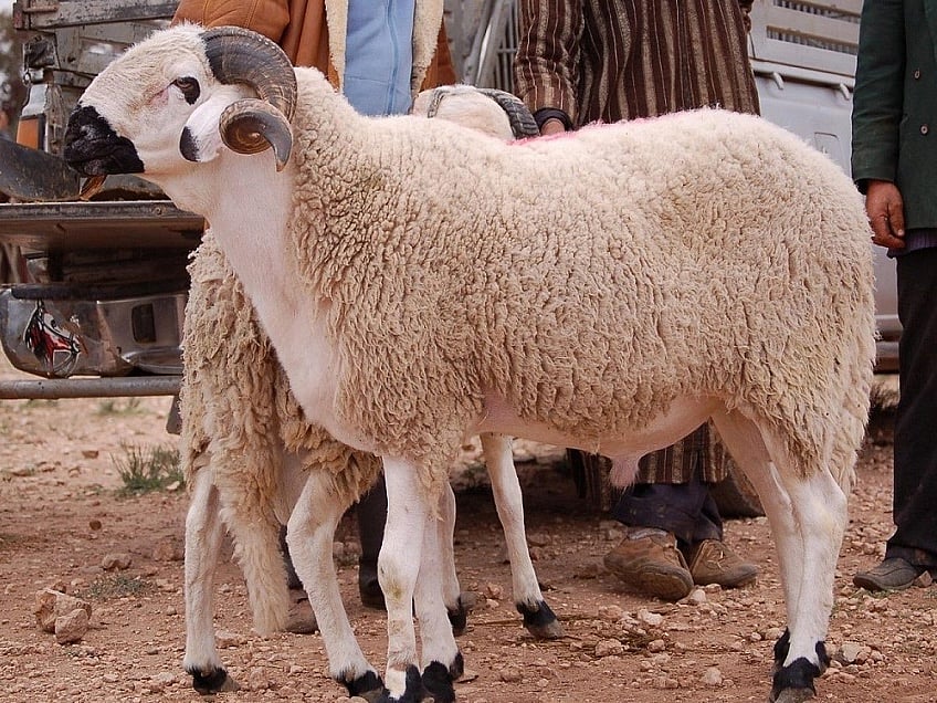 Animals selected for sacrifice must be free from visible defects that could invalidate the ritual, including lameness, illness, blindness in one eye or severe weakness and emaciation.