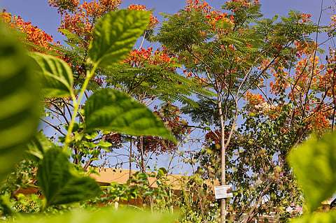 Dubai streets are already decked up with over 51,000 flame trees. Photo used for illustrative purposes