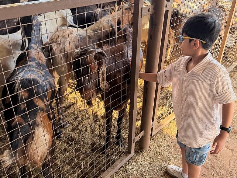 Orhan Uddin with the young goats