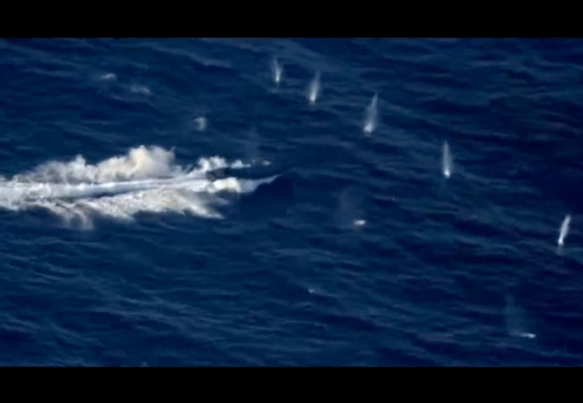 Warning shots create large splashes near the fleeing vessel before it was halted. Over a ton of cocaine was seized from suspects on board a go-fast boat following a high-speed chase across open ocean off Panama under the US Southern Command.