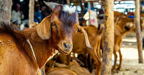 Abu Dhabi abattoirs draw large crowds on first day of Eid Al Adha as smart app bookings surge