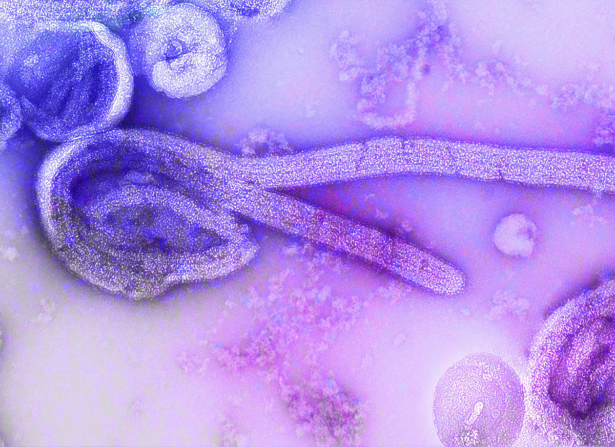 No Ebola cases in UAE, health ministry issues reassurance