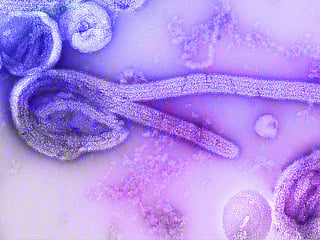 UAE says no Ebola detected after traveller case