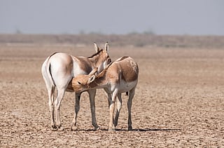 Meet the onager: One of the world's rarest animals