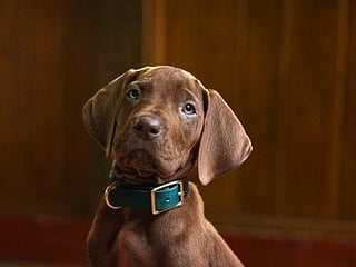  Legend Frank Welker, who has been voicing Fred and Scooby for over five decades, is back to give the talking puppy his voice. Talk about a perfect handoff. 