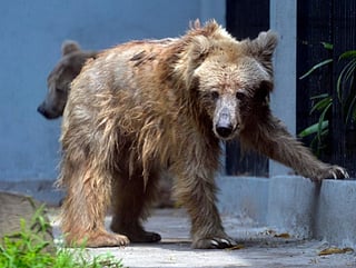 Japan sees rising bear attacks, 27 injured or killed across 9 prefectures: Report
