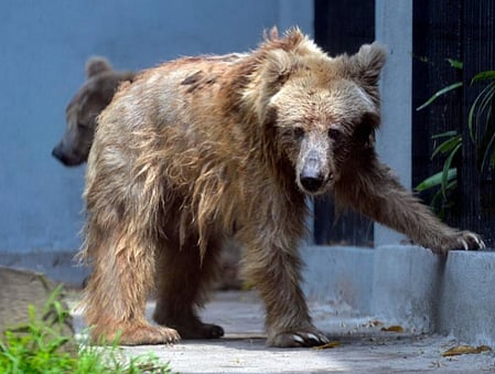 Japan sees rising bear attacks, 27 injured or killed across 9 prefectures: Report