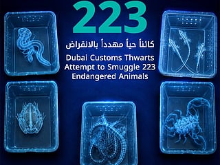 Dubai Customs foils bid to smuggle 223 live animals in unclaimed airport suitcase