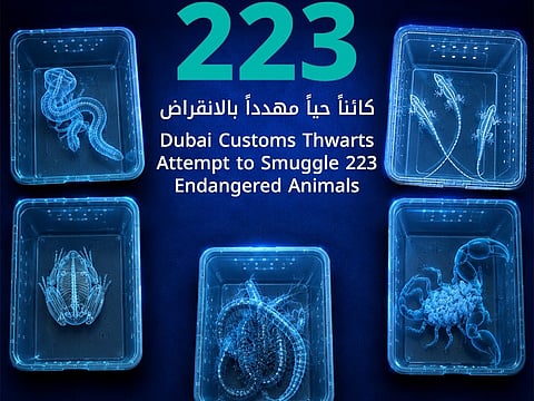 Dubai Customs foils bid to smuggle 223 live animals in unclaimed airport suitcase