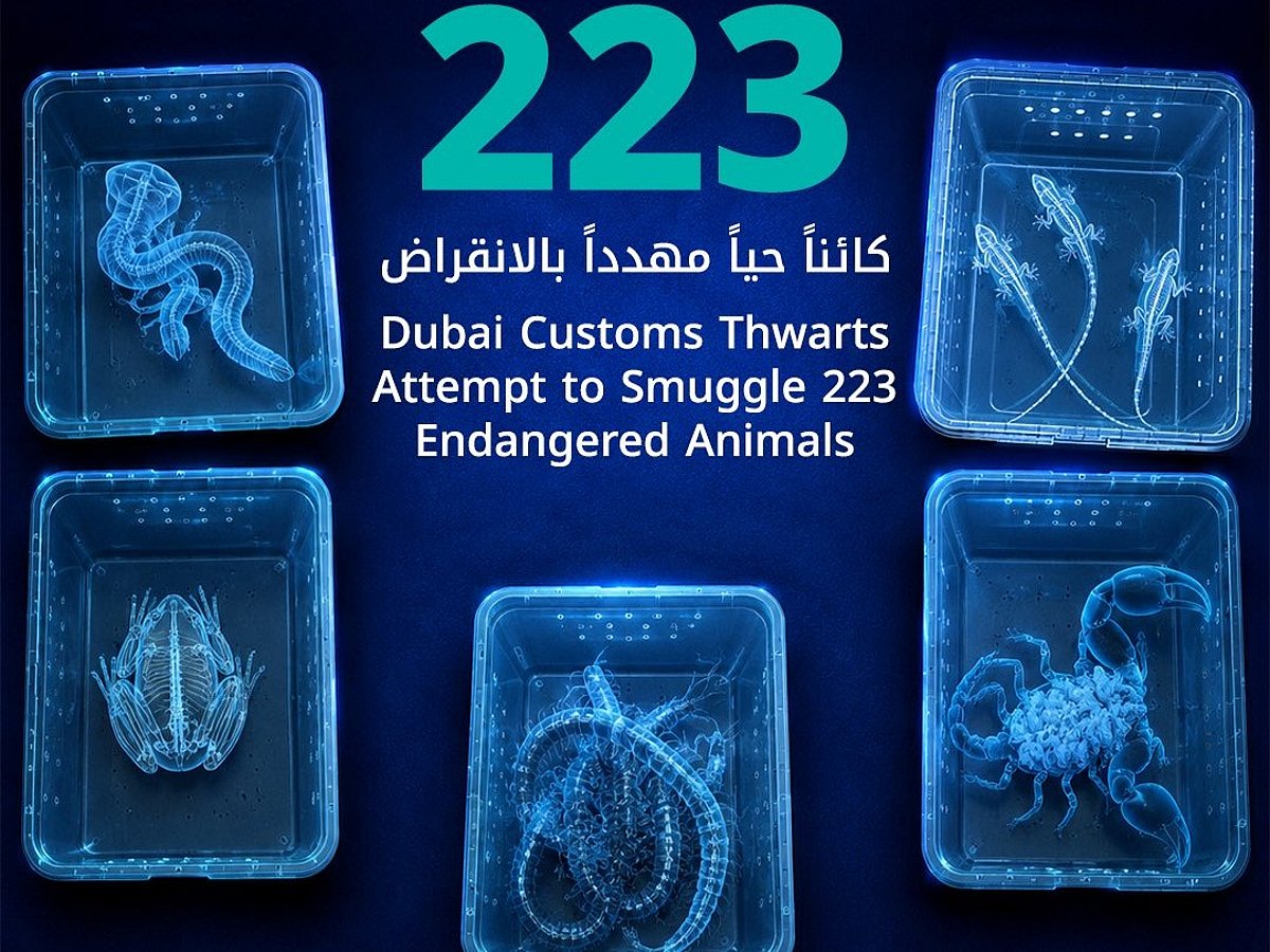 Snakes, scorpions, frogs: Dubai Customs uncovers 223 live animals in abandoned suitcase