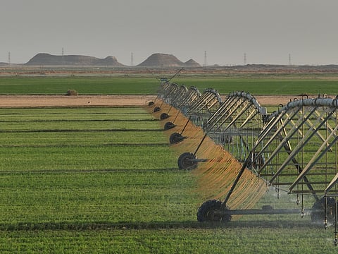 How UAE food supplies stayed moving during shipping disruption