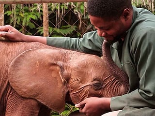 Orphan elephant rescue fuels hope in Nigeria