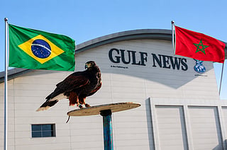 Shawk The Hawk predicts Brazil vs Morocco fixture