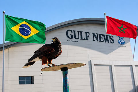 Shawk The Hawk predicts Brazil vs Morocco fixture