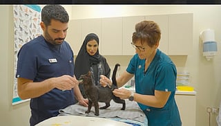 Free Abu Dhabi drive offers pet registration, vaccines and microchipping support