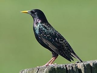 The priority species identified include the common myna, bank myna, rock pigeon, Indian house crow, Alexandrine parakeet and rose-ringed parakeet.