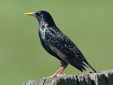 The priority species identified include the common myna, bank myna, rock pigeon, Indian house crow, Alexandrine parakeet and rose-ringed parakeet.