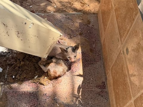 Sharjah civil defence rescues cats trapped in drainage pipe in Al Yash area