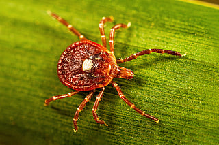This photo provided by the US Centers for Disease Control shows an adult female lone star tick crawling on a blade of grass in 2023. 