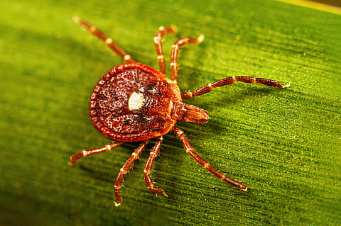 This photo provided by the US Centers for Disease Control shows an adult female lone star tick crawling on a blade of grass in 2023. 
