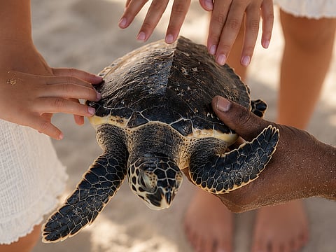 On a warm Friday morning, 23 sea turtles made their way back to the ocean from the Dubai coastline.