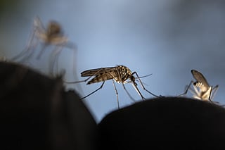 New research explains the surprising science behind mosquito attraction.